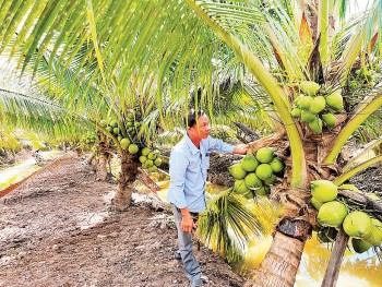 Vĩnh Long biến dừa thành ngành kinh tế chủ lực, chinh phục thị trường tỷ đô