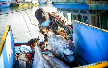 Nhiều động lực để cá ngừ Việt Nam rộng cửa vào thị trường Hà Lan