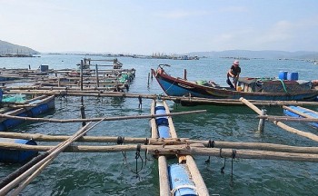 Phú Yên: Tôm, cá chết đột ngột do thiên tai