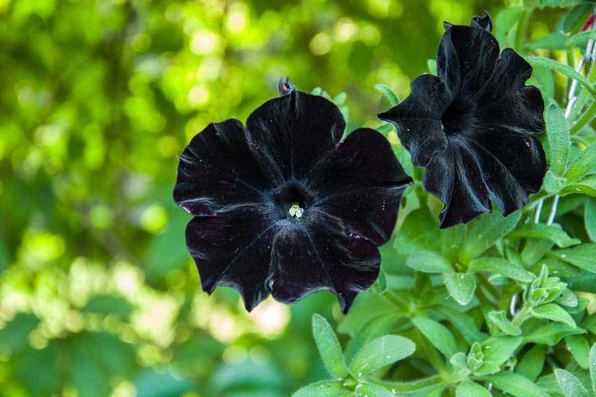 Khám phá vẻ đẹp độc đáo và huyền bí của hoa Dạ Yến Thảo đen
