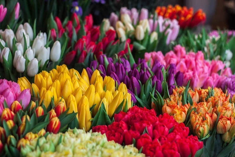 Ý nghĩa hoa Tulip theo màu sắc, số lượng, mục đích tặng